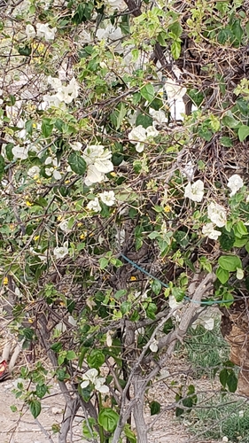 Bougainvillea × buttiana (garden bougainvillea) (alternate view 10)