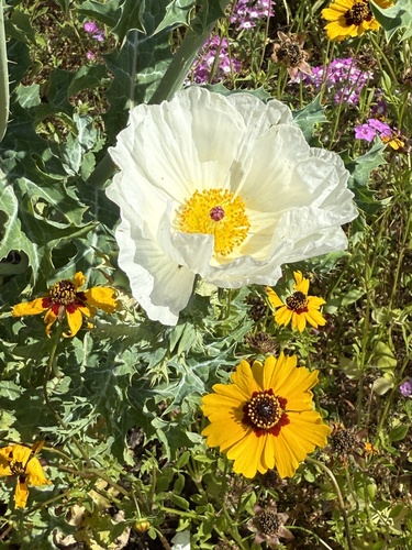 Argemone albiflora (white prickly poppy) (alternate view 5)
