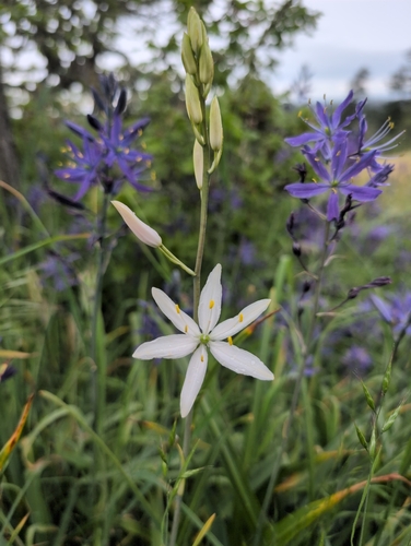 Camassia leichtlinii (Great Camas)