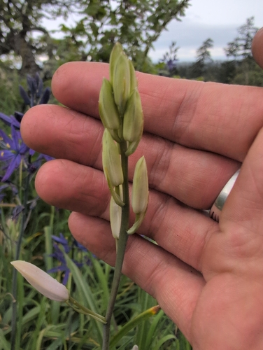 Camassia leichtlinii (Great Camas) (alternate view 2)