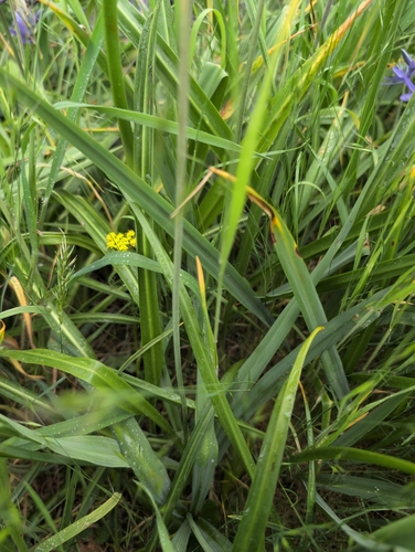 Camassia leichtlinii (Great Camas) (alternate view 3)