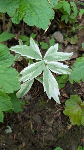 Hydrophyllum tenuipes (Pacific waterleaf) (alternate view 4)