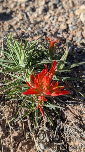 Castilleja integra (Wholeleaf Paintbrush)