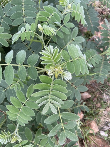 Senna lindheimeriana (Lindheimer's Senna) (alternate view 2)