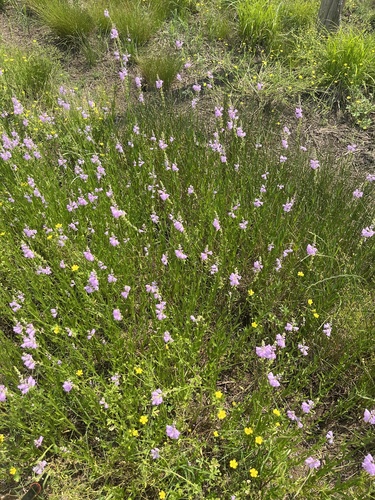 Physostegia (dragonheads and obedient plants) (alternate view 3)