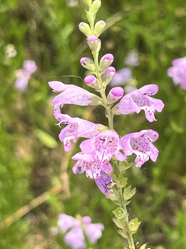 Physostegia (dragonheads and obedient plants) (alternate view 2)