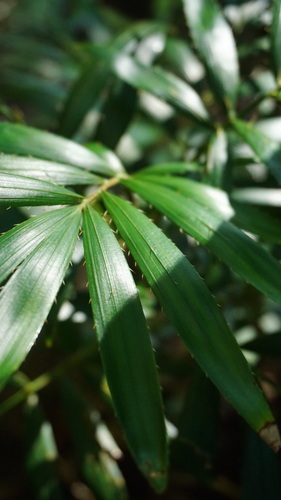 Calamus muelleri (Wait-a-while)