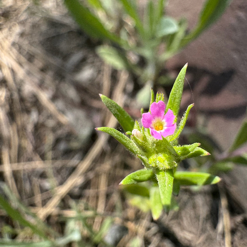 Microsteris gracilis (slender phlox) (alternate view 5)