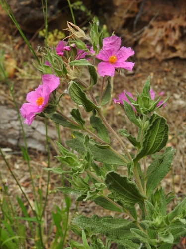 Cistus × incanus (Magenta Rockrose) (alternate view 4)
