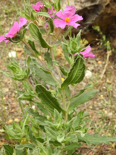 Cistus × incanus (Magenta Rockrose) (alternate view 5)