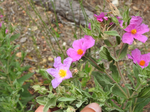 Cistus × incanus (Magenta Rockrose) (alternate view 6)
