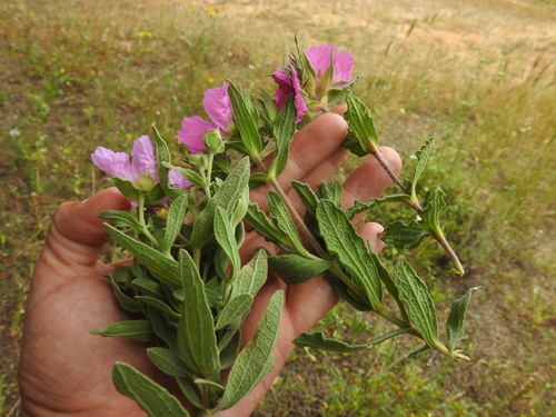 Cistus × incanus (Magenta Rockrose) (alternate view 8)