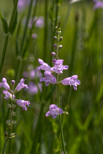 Physostegia (dragonheads and obedient plants)