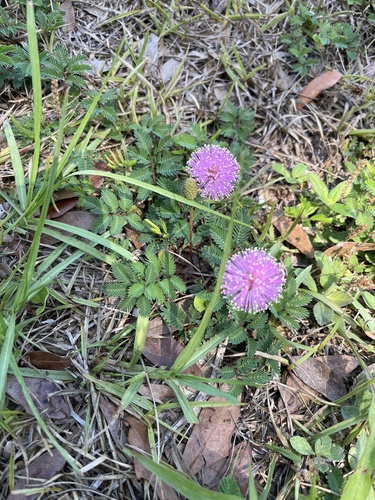 Mimosa microphylla (littleleaf sensitive-briar) (alternate view 5)