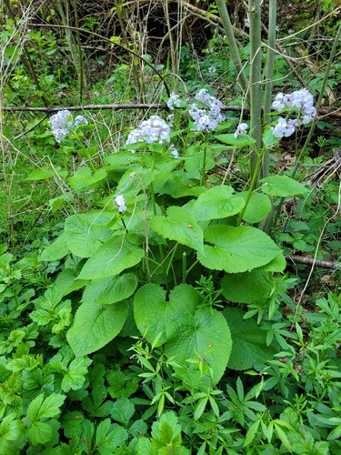 Lunaria rediviva (alternate view 6)