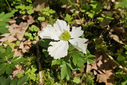 Anemonoides nemorosa (wood anemone)