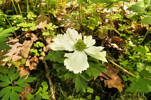 Anemonoides nemorosa (wood anemone)