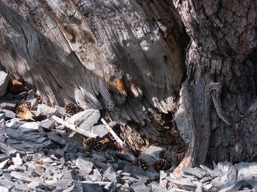 Pinus flexilis (limber pine)