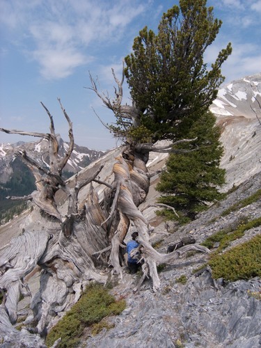 Pinus flexilis (limber pine) (alternate view 2)