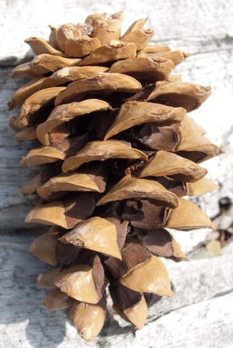 Pinus flexilis (limber pine) (alternate view 3)
