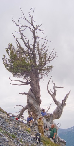 Pinus flexilis (limber pine) (alternate view 4)