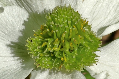 Anemonoides nemorosa (wood anemone)