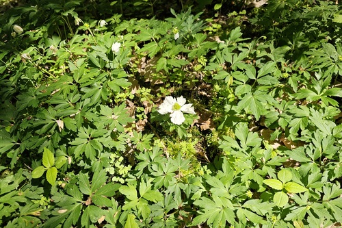 Anemonoides nemorosa (wood anemone)