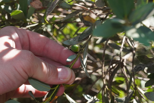 Quercus vacciniifolia (Huckleberry Oak)