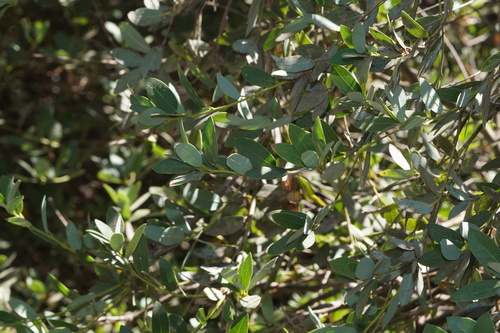 Quercus vacciniifolia (Huckleberry Oak) (alternate view 2)