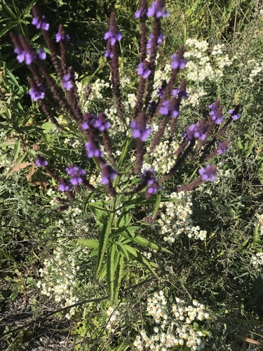 Verbena hastata (Blue Vervain)