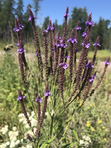 Verbena hastata (Blue Vervain)