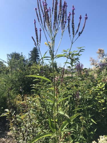 Verbena hastata (Blue Vervain)