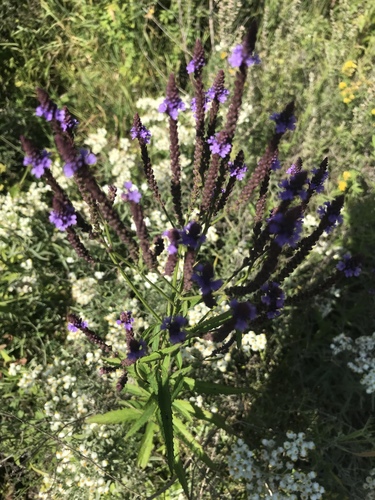 Verbena hastata (Blue Vervain)