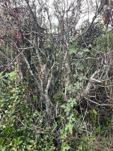 Ilex cornuta (Chinese holly) (alternate view 10)