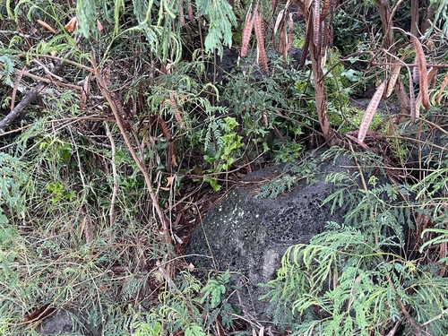Ilex cornuta (Chinese holly) (alternate view 7)