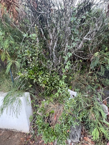 Ilex cornuta (Chinese holly) (alternate view 9)