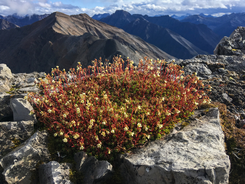 Saxifraga (Saxifrages) (alternate view 3)