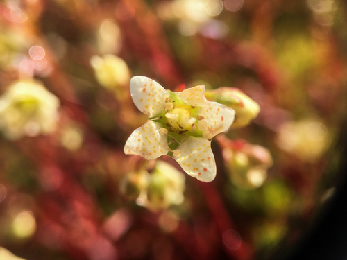 Saxifraga (Saxifrages) (alternate view 4)