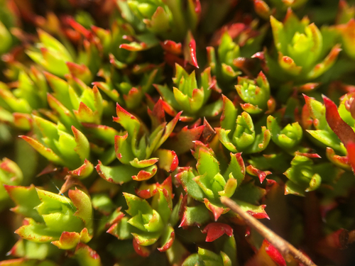 Saxifraga (Saxifrages) (alternate view 5)