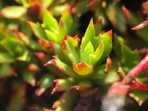 Saxifraga (Saxifrages) (alternate view 6)