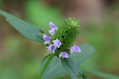 Prunella vulgaris (self heal)