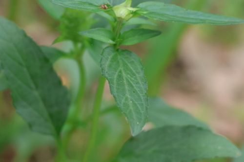 Prunella vulgaris (self heal)