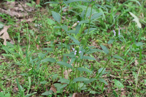 Prunella vulgaris (self heal)