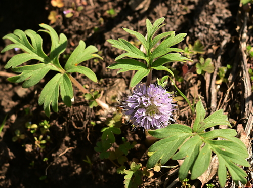Hydrophyllum capitatum (ballhead waterleaf) (alternate view 9)