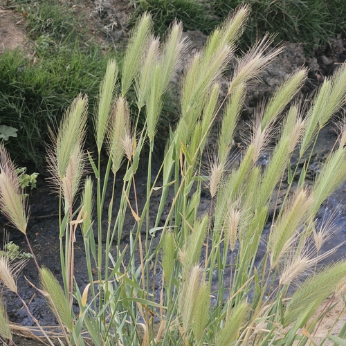 Hordeum murinum (wall barley)