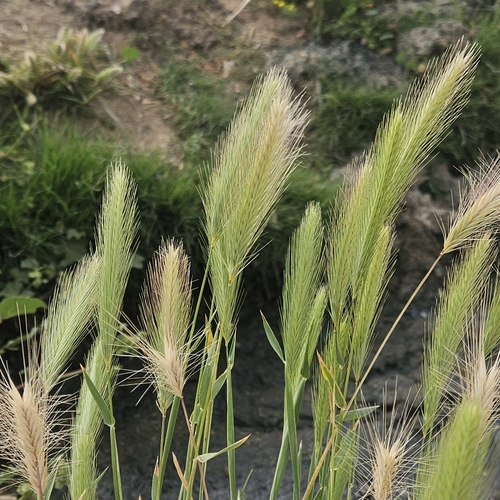Hordeum murinum (wall barley)