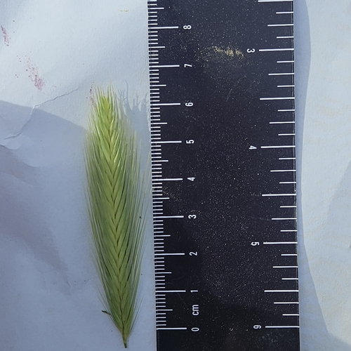 Hordeum murinum (wall barley)
