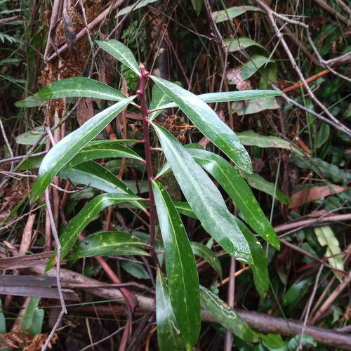 Tasmannia lanceolata (Mountain Pepper) (alternate view 3)
