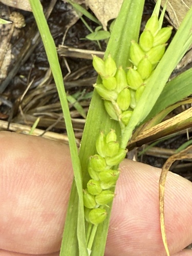 Carex flaccosperma (Blue Wood Sedge)
