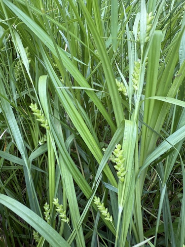 Carex flaccosperma (Blue Wood Sedge)